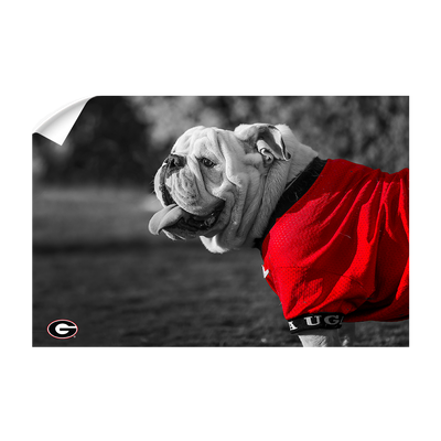 Georgia Bulldogs - Uga Poised - College Wall Art #Wall Decal