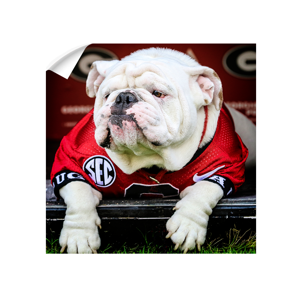 Georgia Bulldogs - Uga Chillin - College Wall Art #Canvas