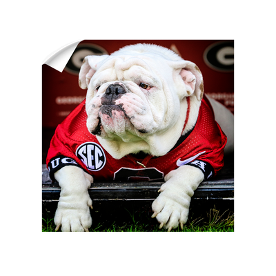 Georgia Bulldogs - Uga Chillin - College Wall Art #Wall Decal