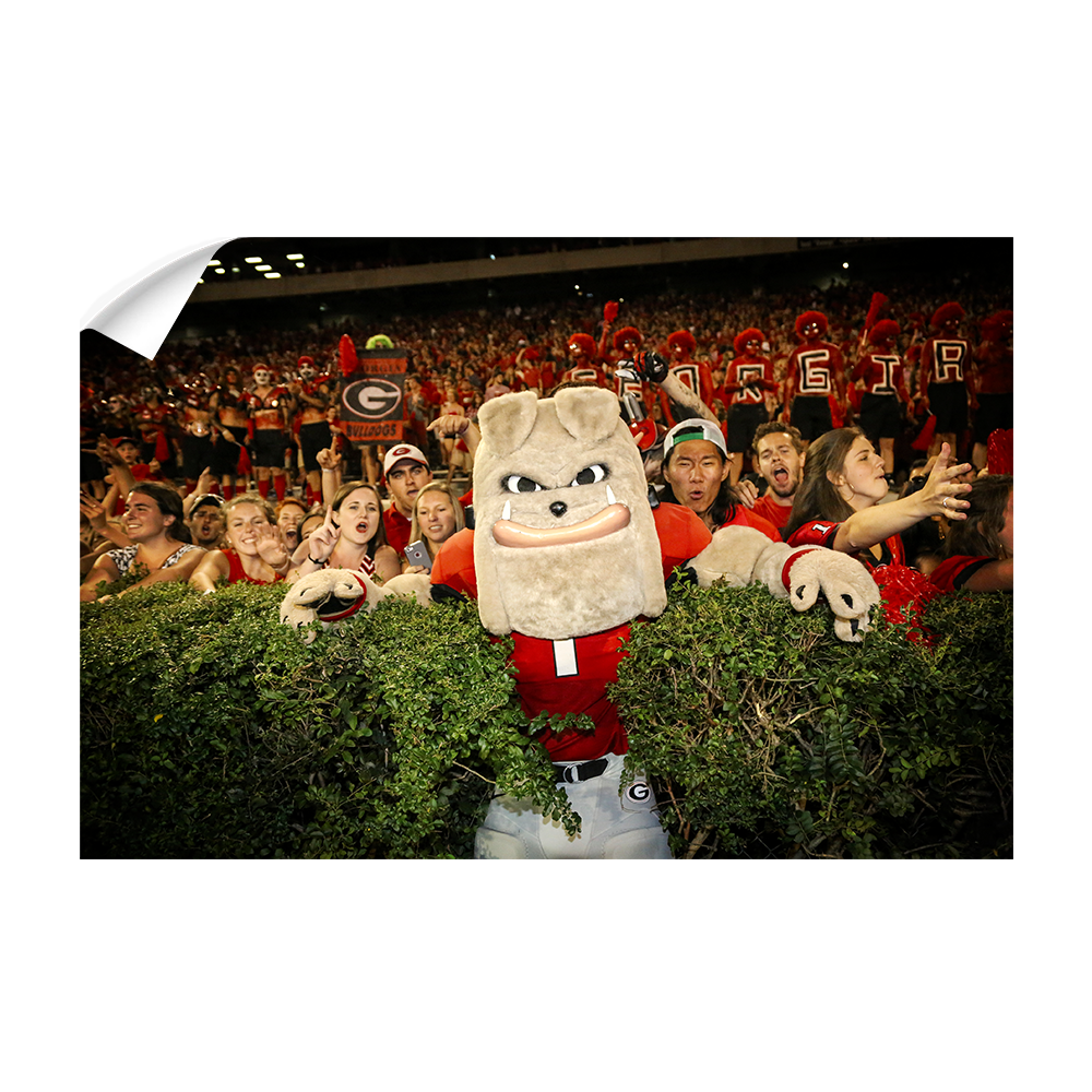 Georgia Bulldogs - Hairy in the Hedges - College Wall Art #Canvas