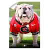 Georgia Bulldogs - Uga Poised II - College Wall Art #Wall Decal