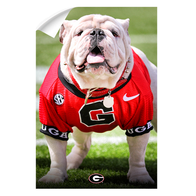 Georgia Bulldogs - Uga Poised II - College Wall Art #Wall Decal