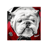 Georgia Bulldogs - Uga Close Up