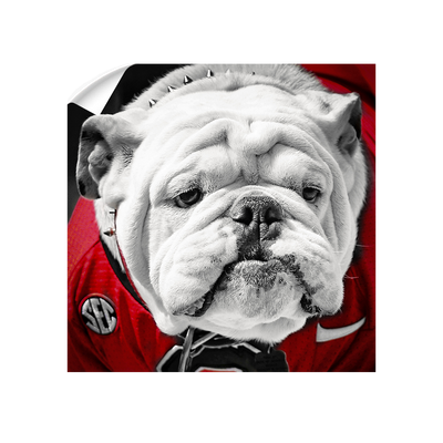 Georgia Bulldogs - Uga Close Up