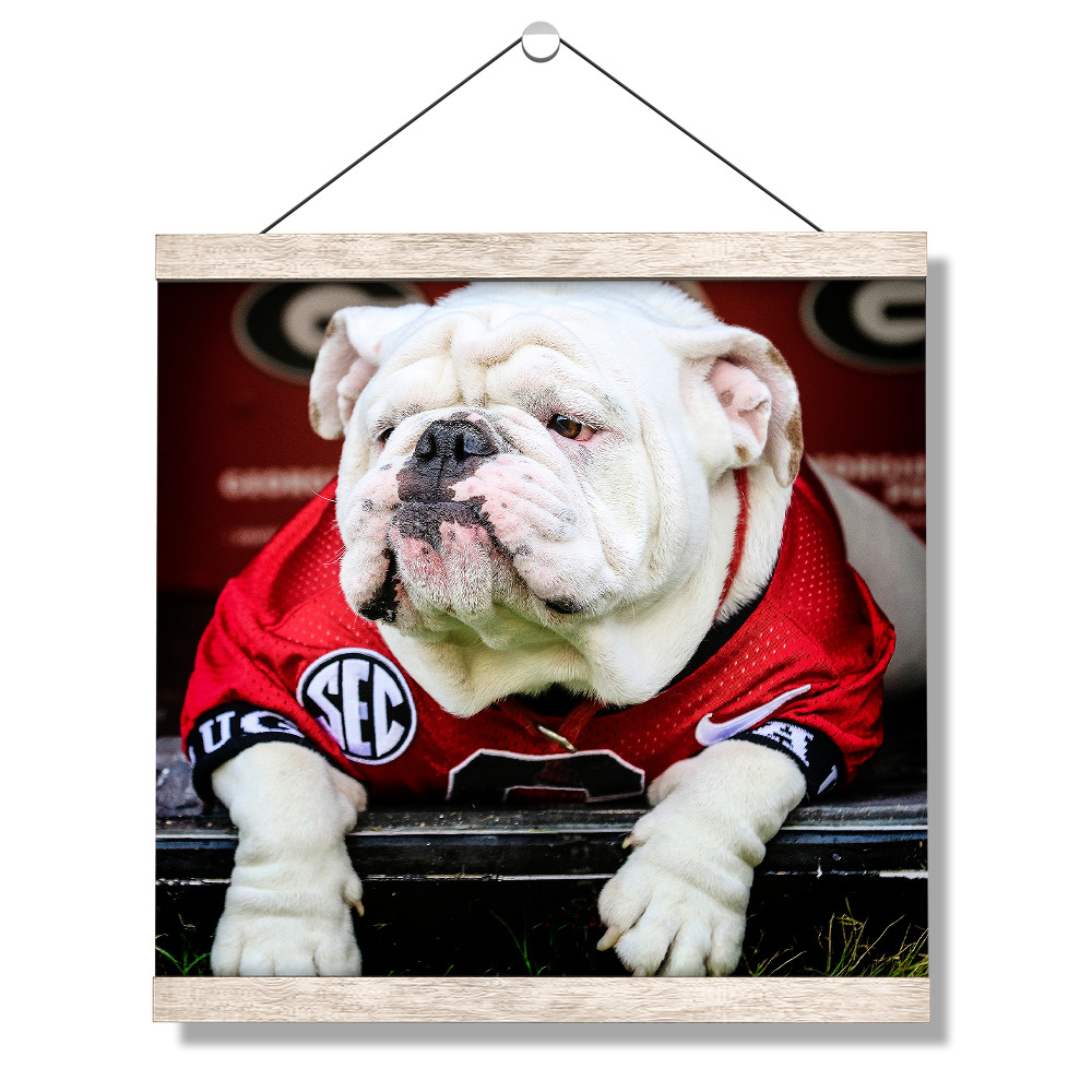 Georgia Bulldogs - Uga Chillin - College Wall Art #Canvas