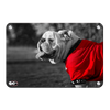 Georgia Bulldogs - Uga Poised - College Wall Art #Metal