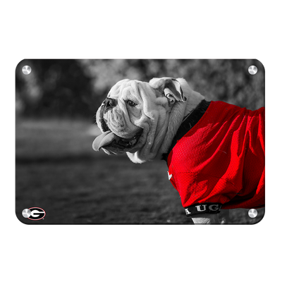 Georgia Bulldogs - Uga Poised - College Wall Art #Metal