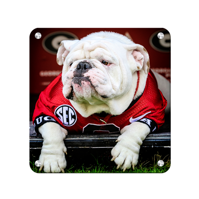 Georgia Bulldogs - Uga Chillin - College Wall Art #Metal