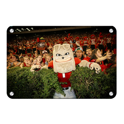 Georgia Bulldogs - Hairy in the Hedges - College Wall Art #Metal