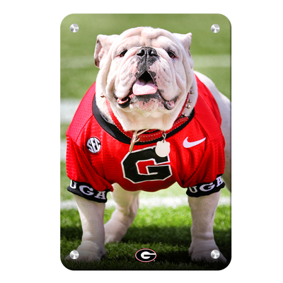 Georgia Bulldogs - Uga Poised II - College Wall Art #Metal