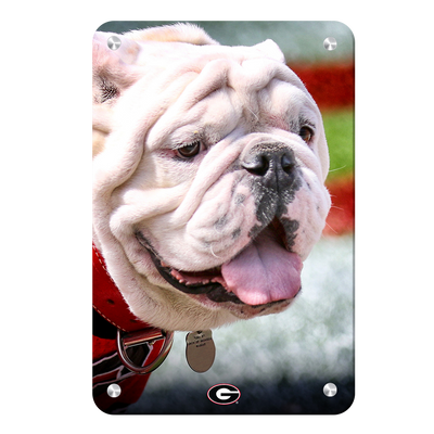 Georgia Bulldogs - Uga Portrait - College Wall Art #Metal