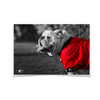 Georgia Bulldogs - Uga Poised - College Wall Art #Poster