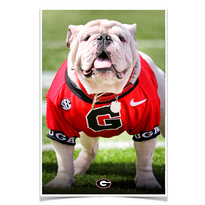 Georgia Bulldogs - Uga Poised II - College Wall Art #Poster