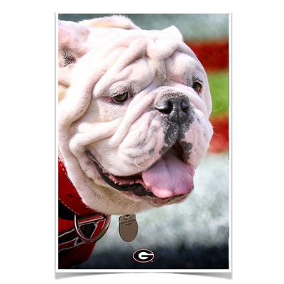 Georgia Bulldogs - Uga Portrait - College Wall Art #Poster