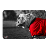 Georgia Bulldogs - Uga Poised - College Wall Art #PVC