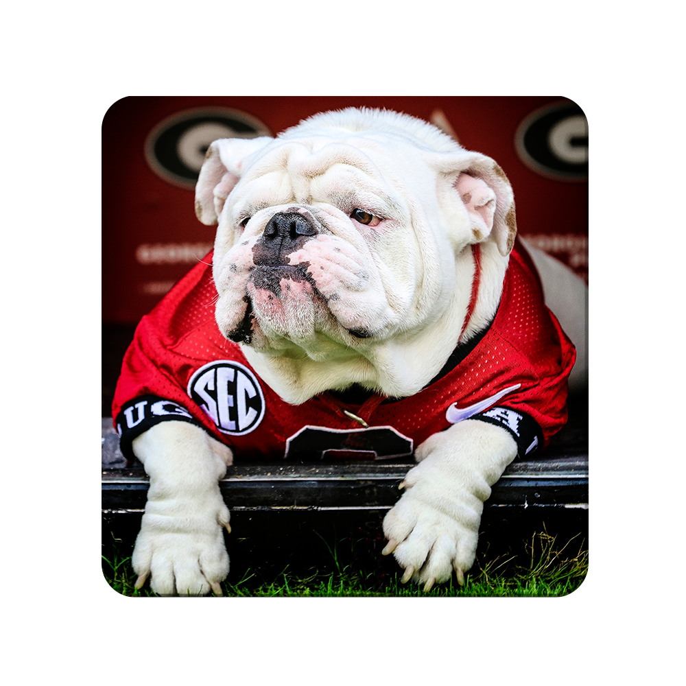 Georgia Bulldogs - Uga Chillin - College Wall Art #Canvas