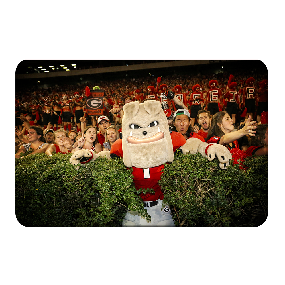 Georgia Bulldogs - Hairy in the Hedges - College Wall Art #Canvas