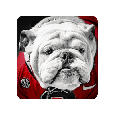 Georgia Bulldogs - Uga Close Up - College Wall Art #PVC