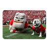 Georgia Bulldogs - Hairy and Uga Game Ready - College Wall Art #PVC