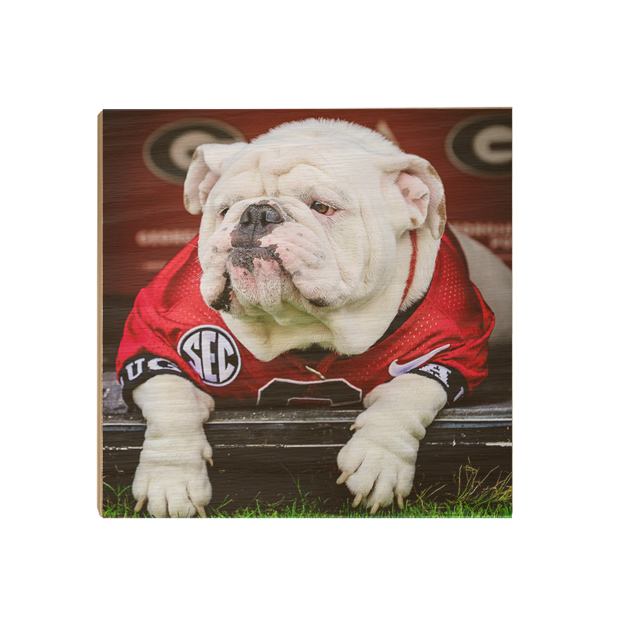 Georgia Bulldogs - Uga Chillin - College Wall Art #Canvas