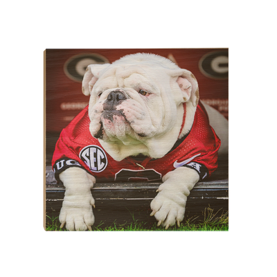 Georgia Bulldogs - Uga Chillin - College Wall Art #Wood