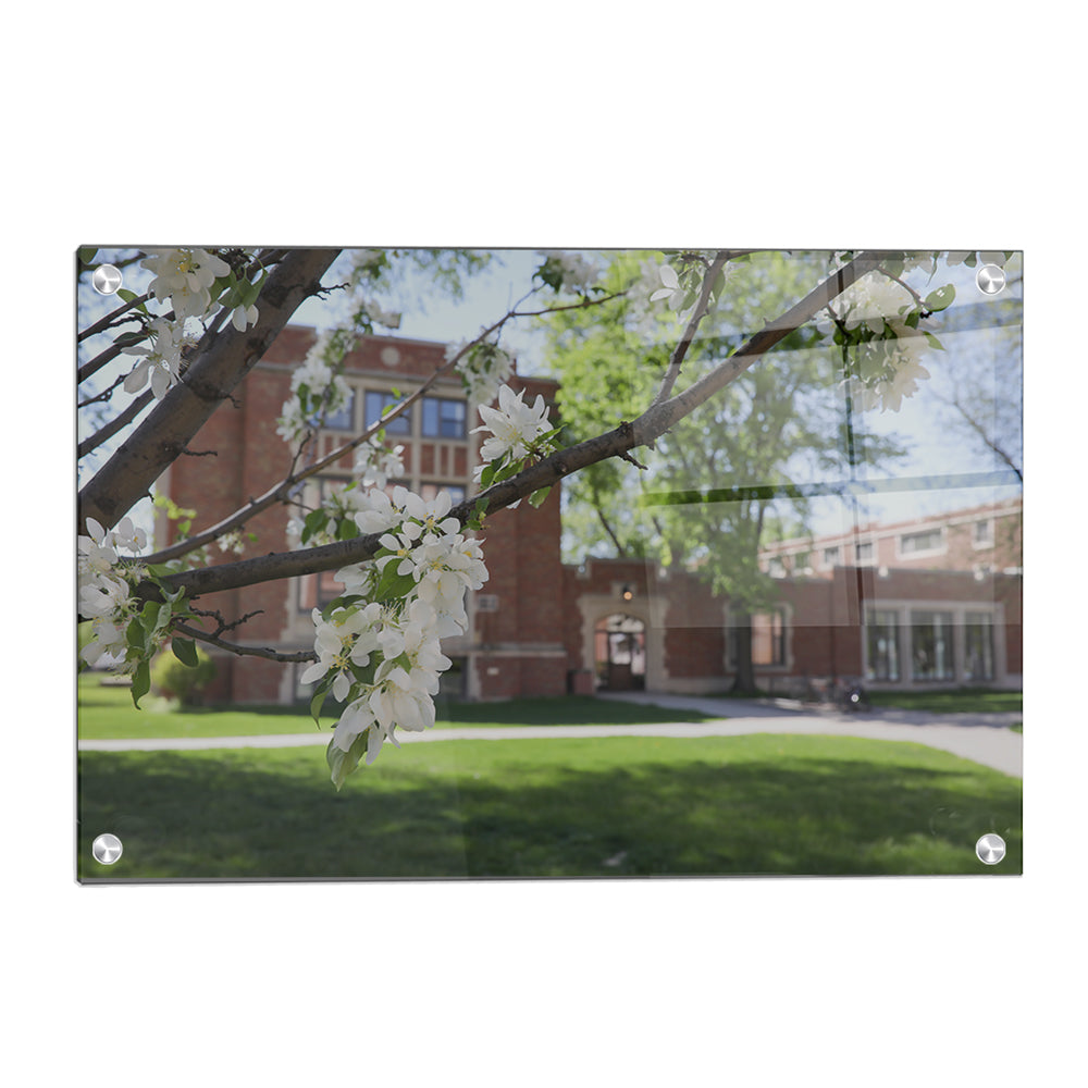 North Dakota Fighting Hawks - Cherry Blossoms - College Wall Art #Canvas