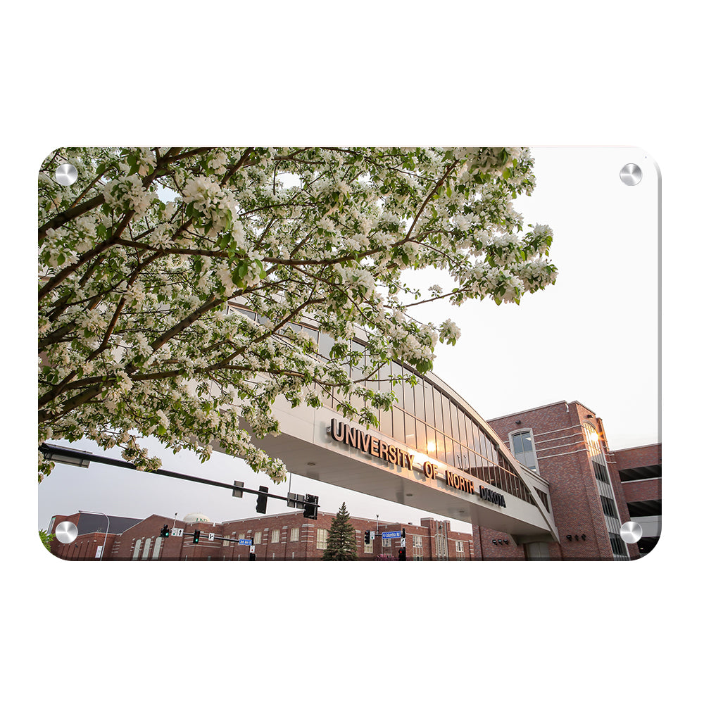 North Dakota Fighting Hawks - University of North Dakota Cherry Blossoms - College Wall Art #Canvas