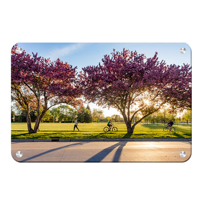 North Dakota Fighting Hawks - Blossoms - College Wall Art #Metal