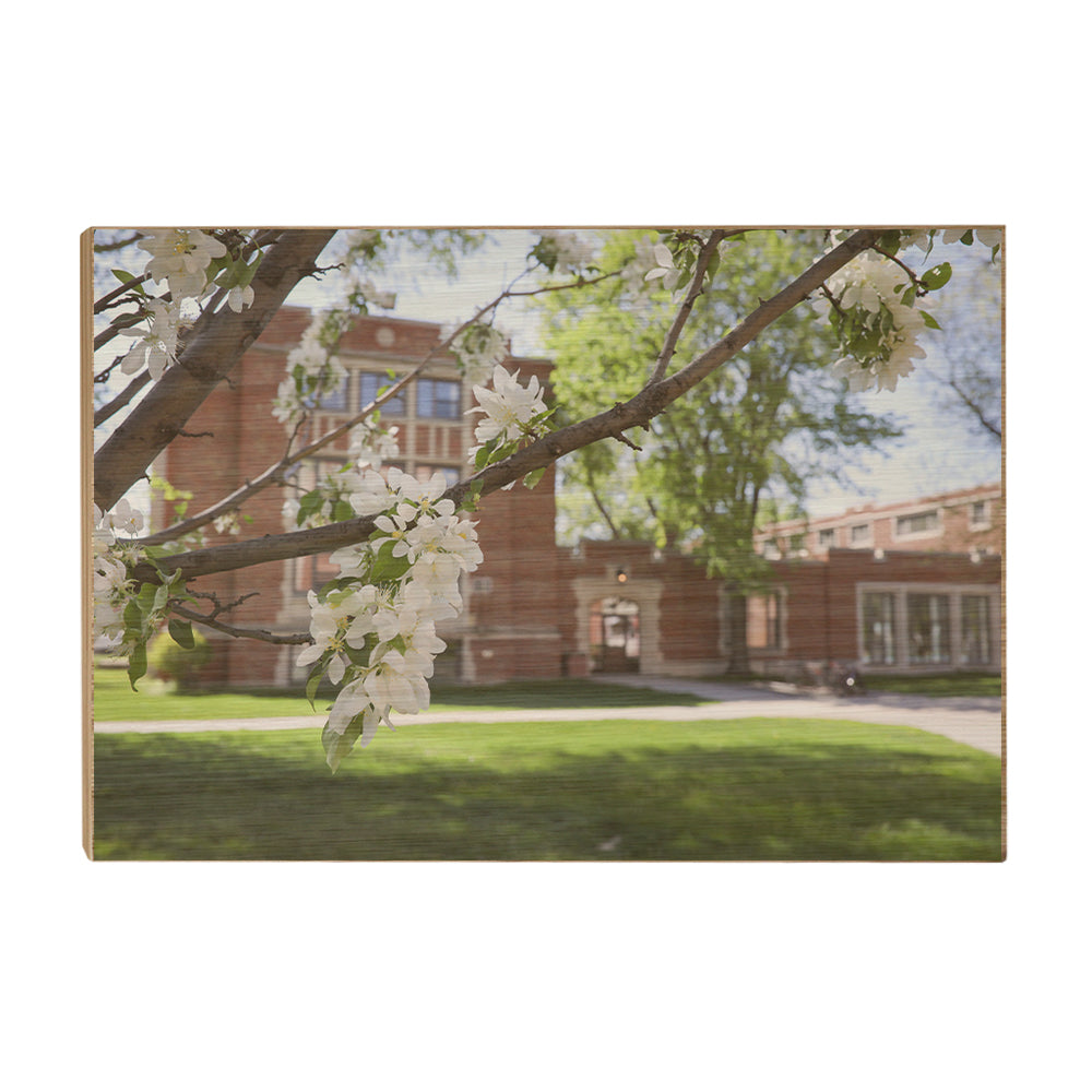 North Dakota Fighting Hawks - Cherry Blossoms - College Wall Art #Canvas