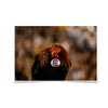 South Carolina Gamecocks - Big Spur - College Wall Art #Poster