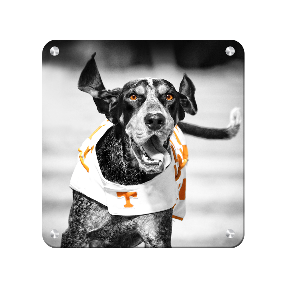 Tennessee Volunteers - Smokey TD - College Wall Art #Canvas