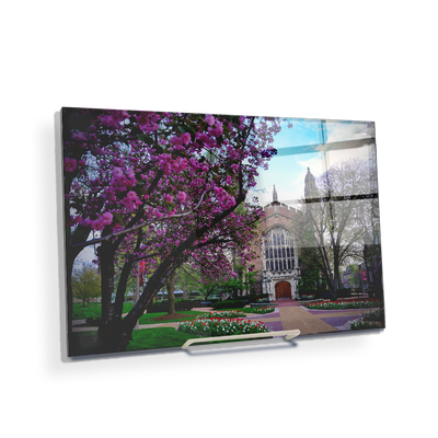 Washington University Bears - Cherry Blossoms - College Wall Art #Acrylic Mini