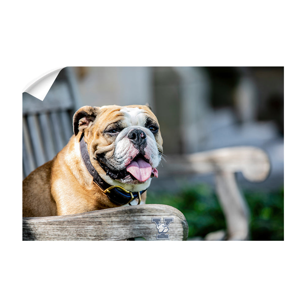 Yale Bulldogs - Handsome Dan Chill'in #Canavs