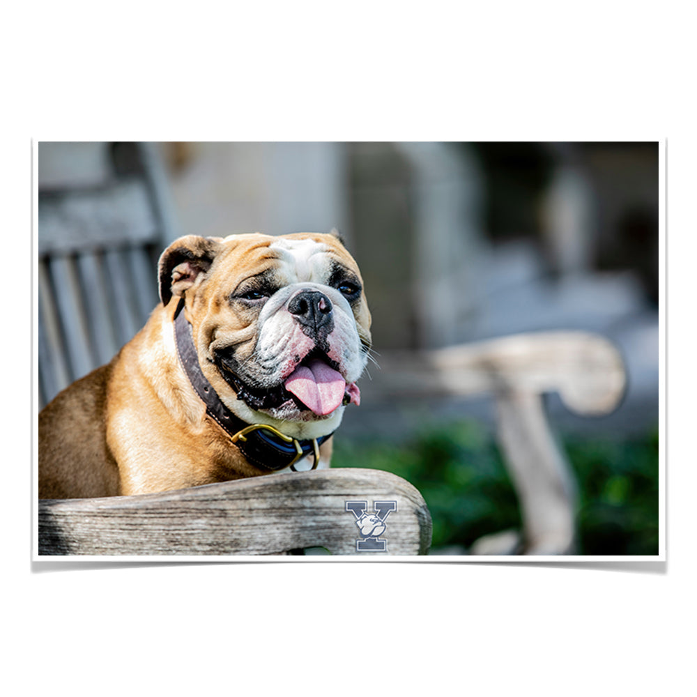 Yale Bulldogs - Handsome Dan Chill'in #Canavs